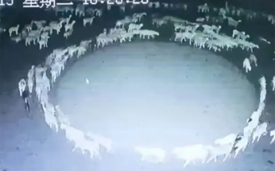A mysterious video caught in China shows a weird flock of sheep rounding in circles for almost 2 weeks.