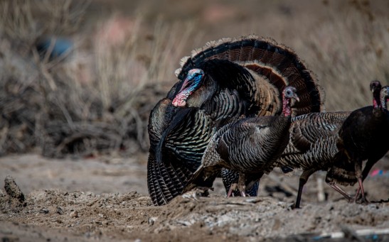  Amazing 5 Facts About Turkeys That People Should Know This Thanksgiving Holiday