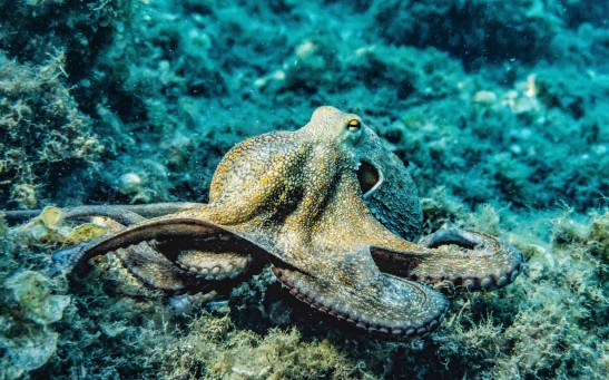  Scientists Found Similarities Between Octopus and Human Brains; What Could This Be?
