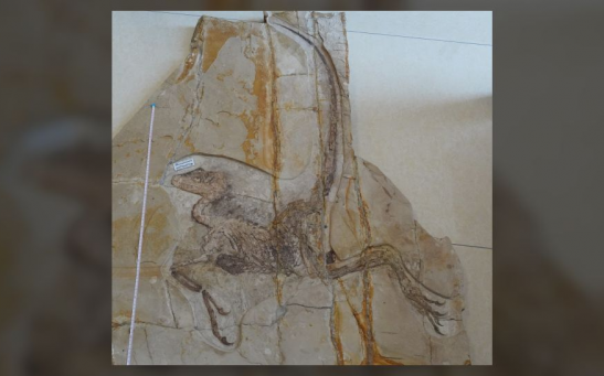 Chinese Paleontologists discovered exceptional preservation of fossilized species of Dromaeosaurids.
