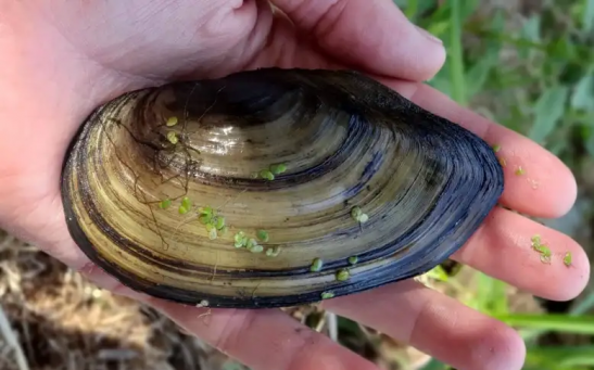 One of the mussels gathered in the 2020 survey on the river Thames