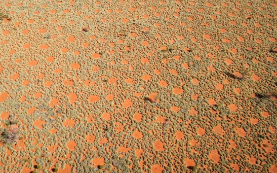THE FAIRY CIRCLES SEEN FROM THE AIR. THEY FORM AN ADDITIONAL SOURCE OF WATER IN THIS ARID REGION, BECAUSE THE RAINWATER FLOWS TOWARDS THE GRASSES ON THE EDGE.