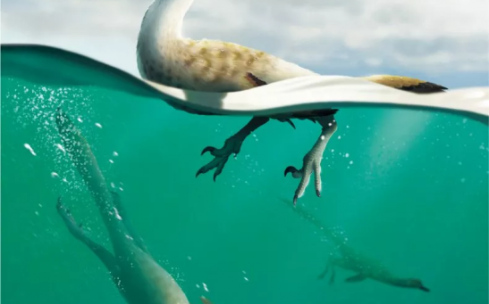 An artist's impression of the newly discovered Natovenator polydontus. The dinosaur had a streamlined body, meaning it could swim effortlessly through water.