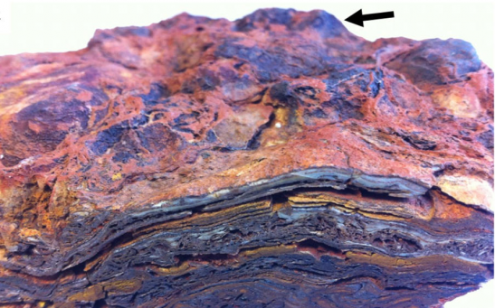 Hand sample of Dresser Formation stromatolite, showing a complex layered structure formed of hematite, barite, and quartz, and a domed upper surface