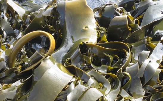  California Startup Uses Seaweed to Replace Packaging, Plastic Bags: How Does It Work?