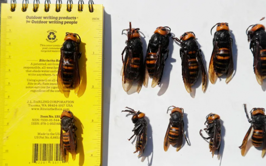 Dead northern giant hornets, queens, lined up on top and smaller workers below — all samples brought in for research — are displayed with a field notebook on May 7th, 2020, in Blaine, Washington. 