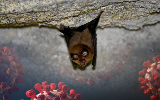 Researchers at WSU have found that a sarbecovirus discovered in Russian lesser horseshoe bats is capable of infecting humans and is resistant to the antibodies of people vaccinated against SARS‑CoV‑2.