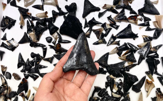 This tooth is from an ancestor of the megalodon, an ancient species of shark that grew up to 18 metres long. 