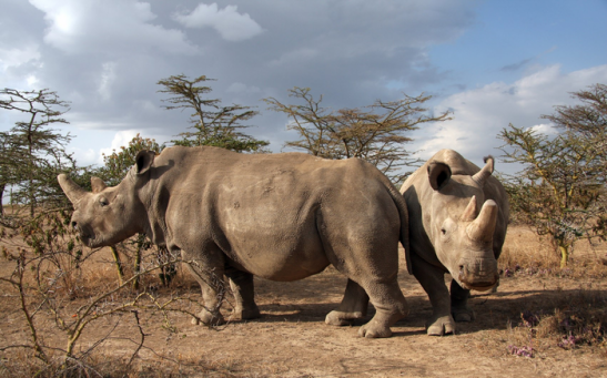 The last two surviving females live in the Ol Pejeta Conservancy in Kenya.
