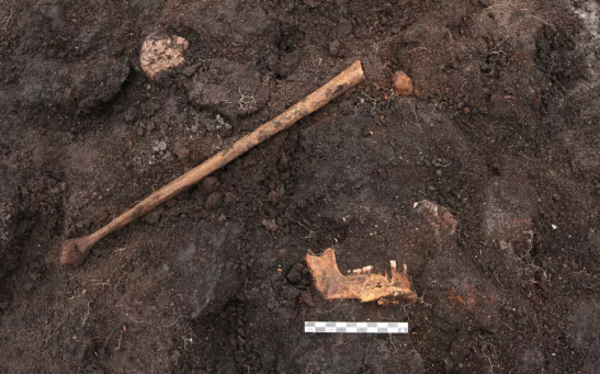 The archaeologists first found the bones from a human leg, and then a pelvis and a lower jaw with some teeth still attached. 