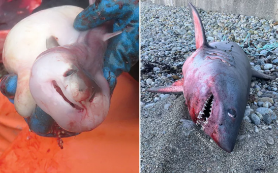 Pictures of the porbeagle shark washed up on a beach in Marshfield, Massachusetts last week. After a necropsy it was discovered that the shark was pregnant.