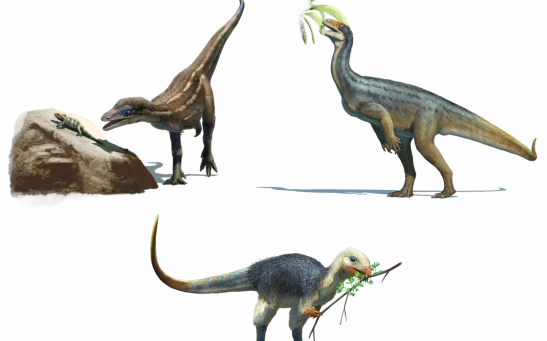 Early dinosaurs and their diets. Lesothosaurus is an omnivore, Buriolestes is a carnivore and Thecodontosaurus is an herbivore