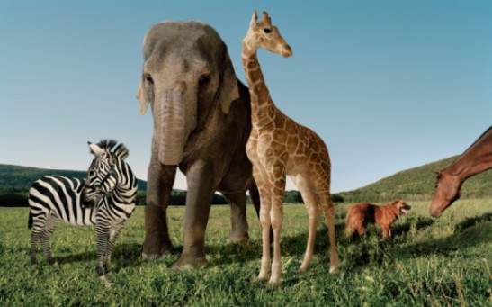 A zebra, elephant, giraffe, dog and horse in a grassy field