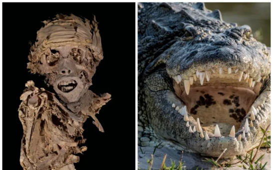 The above image (L) shows one of the mummies found in a tomb in Egypt that also contained the skulls of nine crocodiles. Nile crocodiles (R) were revered in Ancient Egypt.