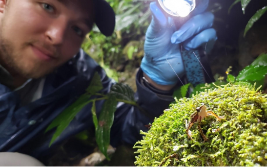 Michigan State University doctoral student Kyle Jaynes shines a light on a harlequin frog rediscoveries in Ecuador. 
