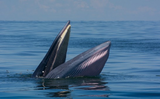 Bryde's whale in the Gulf of Thailand