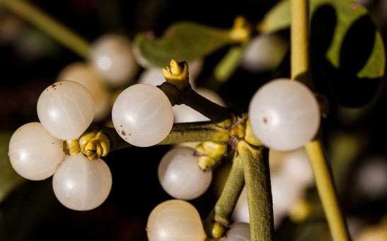  Mistletoe May Have Healing Properties Despite Being a Parasitic Plant as Proven by Ancient Human Civilizations