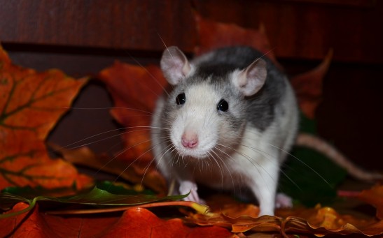  Rats Exclusively Prefer Alcohol Over Social Interaction Even When They Need To Exert More Effort To Obtain It, Study Reveals