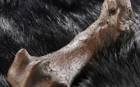 The cave bear metatarsal with cut marks suggestive of skinning. 