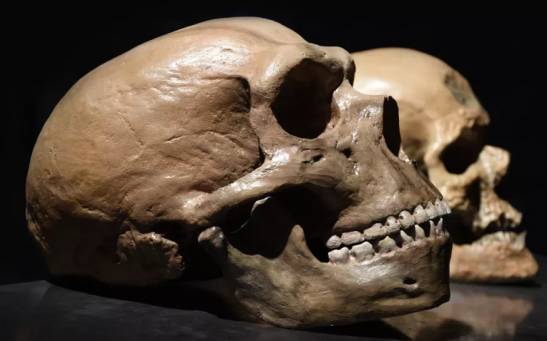 A Neanderthal skull (front) versus a human skull (back). 