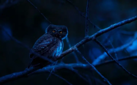 Being a night owl isn’t entirely a choice, but you can change your sleep-wake cycle — if you wish to.