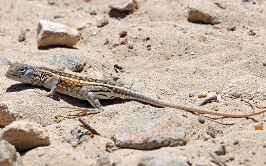 Mutating Lizards Rock Evolution by Developing New Scales, Claws to Cling to Smooth, Man-Made Surfaces [Study]