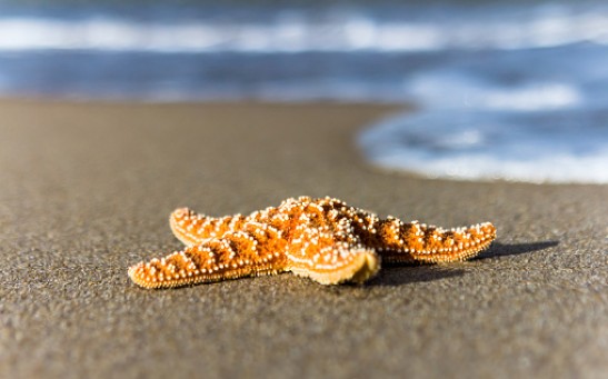 Starfish (Asteroidea) on sand - stock photo