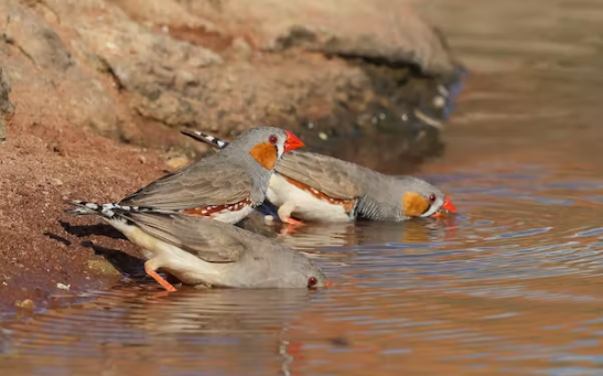 Flocks of zebra finches roam the interior, looking for seeds and water.