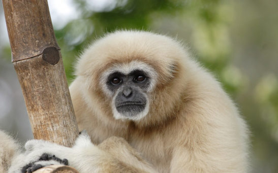 The White-handed gibbon, like the gorilla, chimpanzee and orangutan, is an ape, not a monkey. The chief characteristics distinguishing apes from monkeys are the absence of a tail, their more or less upright posture and the high development of their brain.