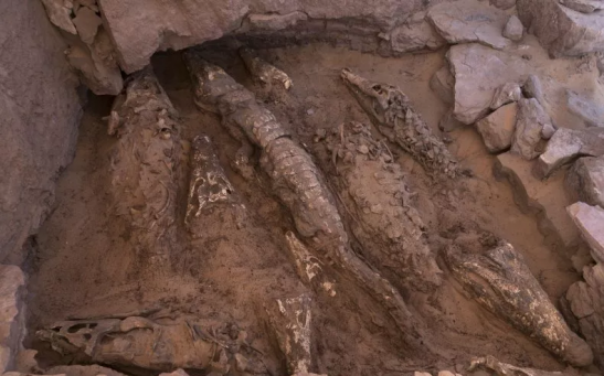 This picture shows mummified crocodiles found during excavations at Qubbat al-Hawā, Egypt. A study has found that the crocodiles were preserved in a unique way.