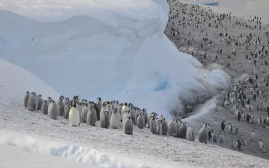 Scientists have discovered a previously unknown breeding colony of emperor penguins in satellite photographs of West Antarctica.
