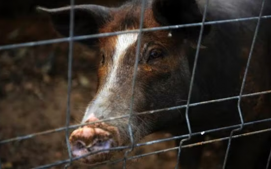 A butcher had been slain by a pig  that was originally supposed to slaughter inside Hong Kong’s animal facility. Can domestic animals be capable of killing humans?