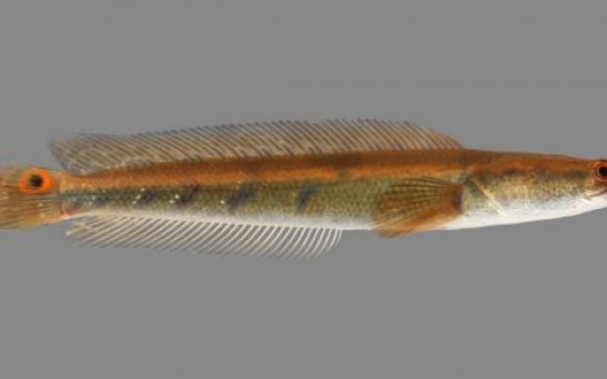Goldline snakeheads can breathe in both water and air and were observed hunting frogs on land