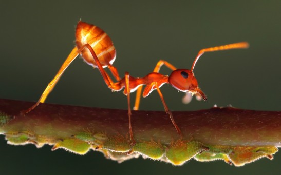  Ants Might Become a New Diagnostic Tool in the Future by Training Them To Detect Cancer in Urine