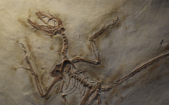  120 Million-year-old Fossil Proves Dinosaurs Ate Mammals, Debunking Previous Theories