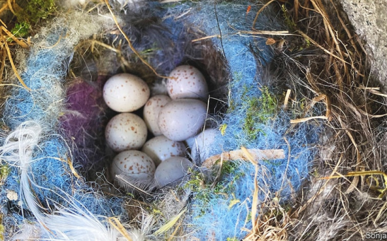  A study published in Behavioral Ecology and Sociobiology shows that, given the chance, birds will decorate their nests with the season’s must-have colours