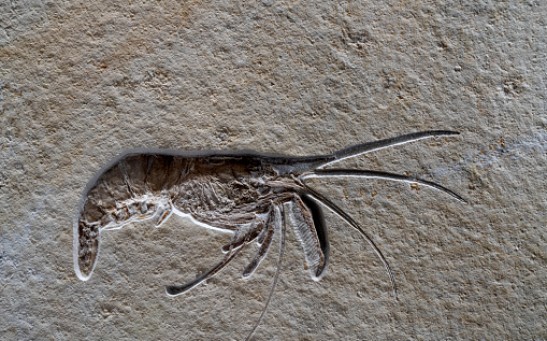Shrimp fossils in rock formations - stock photo