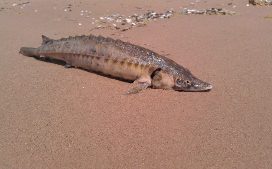  Corpse of a Rare Atlantic Sturgeon That Lived During the Time of Dinosaurs Washed Up on East Coast Beach