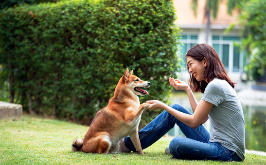 Stock image of a shiba inu and the owner.