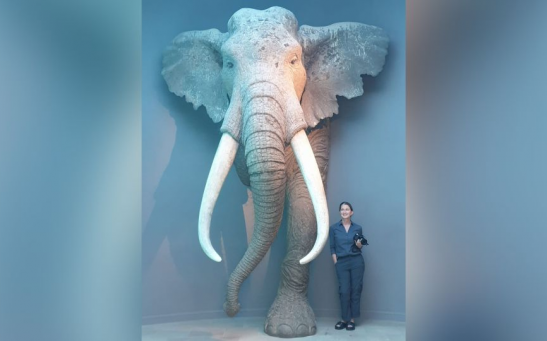 Study author Sabine Gaudzinski-Windheuser, who is 160 centimeters (5 feet 2 inches) tall, stands next to a life-sized reconstruction of an adult male straight-tusked elephant in the Landesmuseum für Vorgeschichte, Halle, Germany.