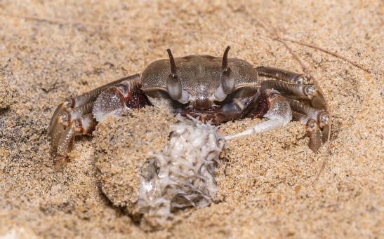 Neanderthals Consumed Crabs, Other Shellfish Over 90,000 Years Ago As Evident on Cave Remains Found in Portugal