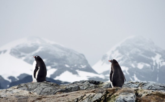 Penguins 