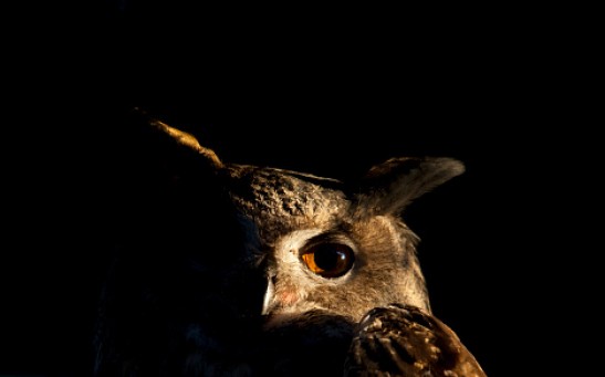 Eurasian eagle-owl - stock photo