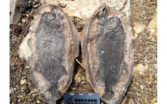 Field photo of a Watsonulus fish fossil from the Gaopo section.