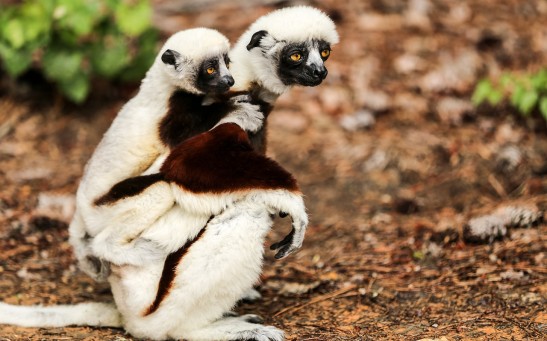 First-ever Successful Birth of 'Dancing Lemur' in Europe a Win for Conservationists Trying to Breed the Critically Endangered Species