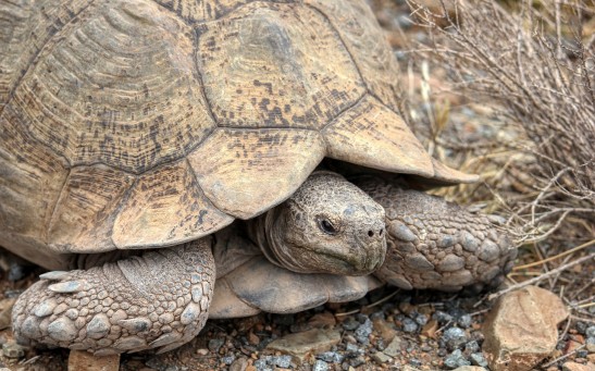 Want To Get a Tortoise for a Pet? Arizona Is Putting 300 Sonoran Desert Tortoises up for Adoption