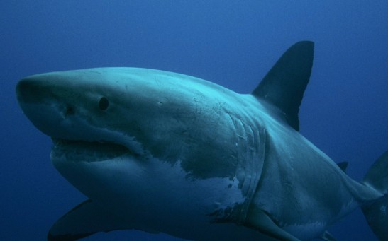 Great White Sharks' Incredible Self-Healing Capability Captured in Photos [LOOK] 
