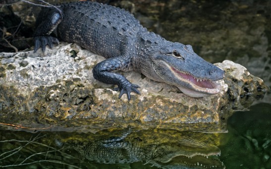 4-Foot-long 'Very Lethargic' Alligator Likely Released Far Away From Its Natural Habitat Captured in New York City