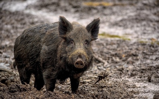 Hybrid Super Pigs From Canada Are Invading Northern US; Why Are They a Problem?