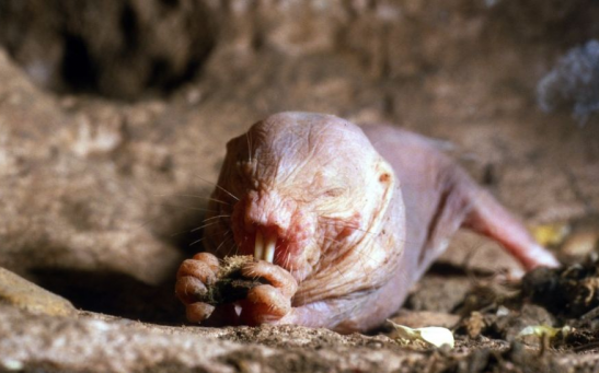 Not only are naked mole-rats (Heterocephalus glaber) the longest-living rodents, they also 'never stop having babies,' according to researchers. 